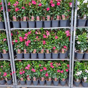 Bild von Kp17 Sundaville Piramide Pink